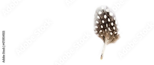 Quail Feather Images – Browse 48 Stock Photos, Vectors, and Video