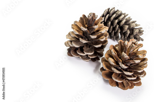 Three dry pine cones are isolated on white background. Copy space. Place for text