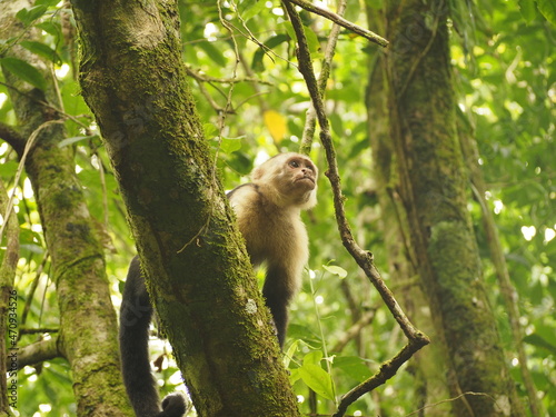 wild monkeys in the forest of costa rica