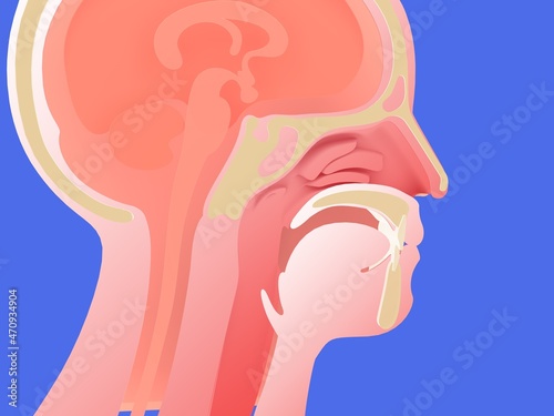 Anatomical 3d illustration of the human head and inside the nose (ENT). Graphic image cropped on blue background.