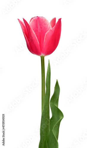 Pink tulip flower isolated on white background. Beautiful composition for advertising and packaging design in the garden business