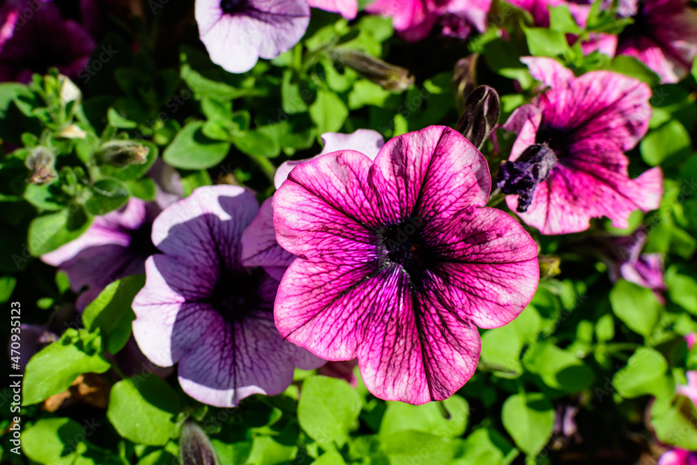 Large group of vivid pink Petunia axillaris flowers and green leaves in a garden pot in a sunny summer day. Large group of vivid pink Petunia axillaris flowers and green leaves in a garden pot in a sunny summer day.