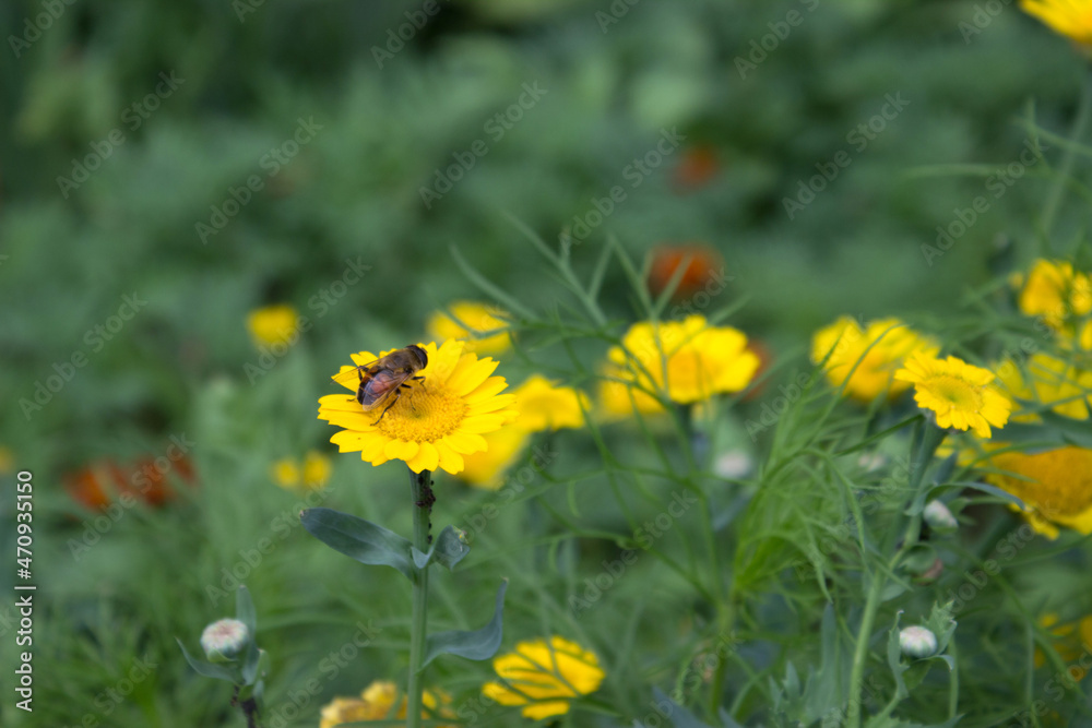 A fly sitting among the yellow flowers in the garden A fly sitting among the yellow flowers in the garden