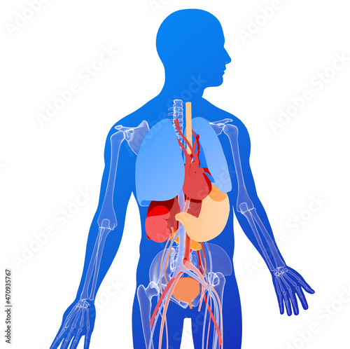 Anatomical 3d illustration of internal organs on the silhouette of the human body. Blue color on white background.