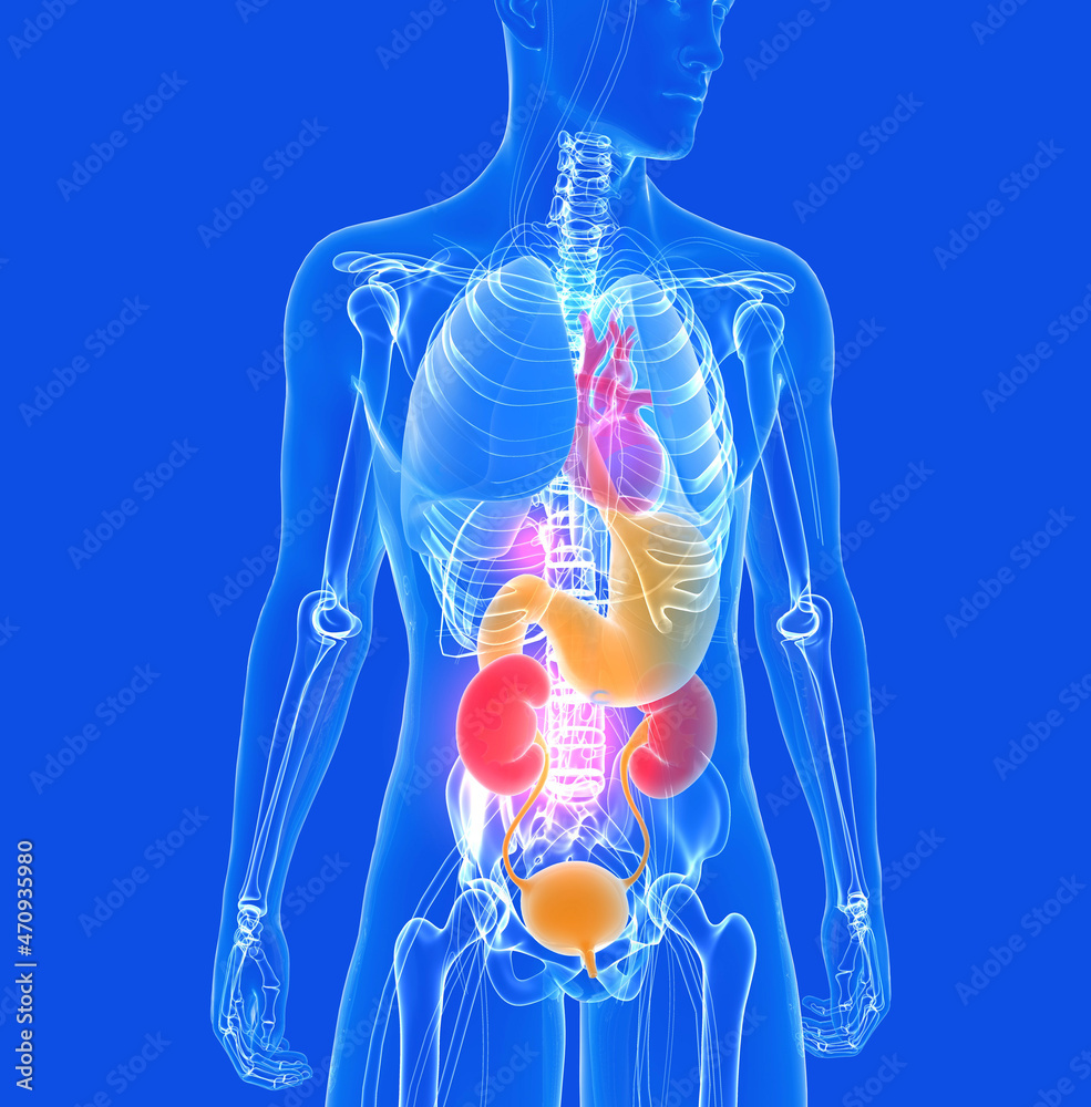 Anatomical 3d animation of the human body made of transparent glass.  Turning and expanding the part of the internal organs. With bright colors  on a blue background. Stock Illustration | Adobe Stock