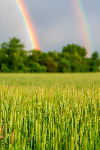 Rainbow between the fields