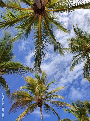 Palmen Himmel Wolken Blau