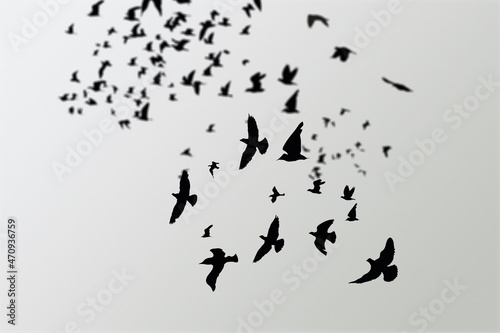 flock of crows flying in the gray sky. Ravens in the dark sky.