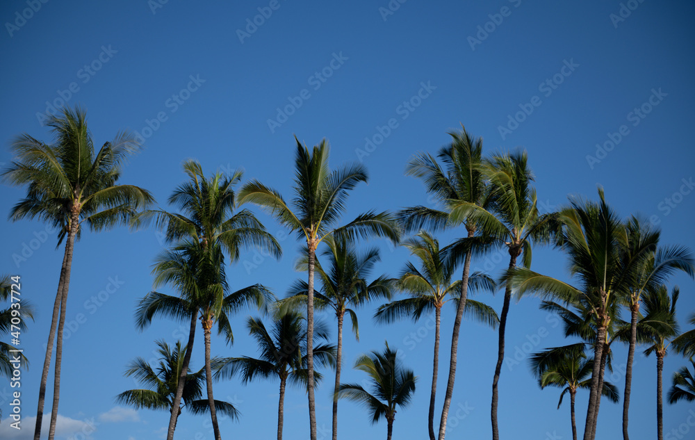 Coconut palm trees, beautiful tropical texture with sun light on sky abstract background. Palms tropic design. Coconut palm trees, beautiful tropical texture with sun light on sky abstract background. Palms tropic design.