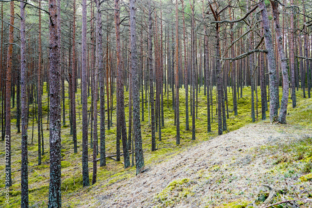 Obraz premium beautiful young forest with thin, long pine trunks in sunlight