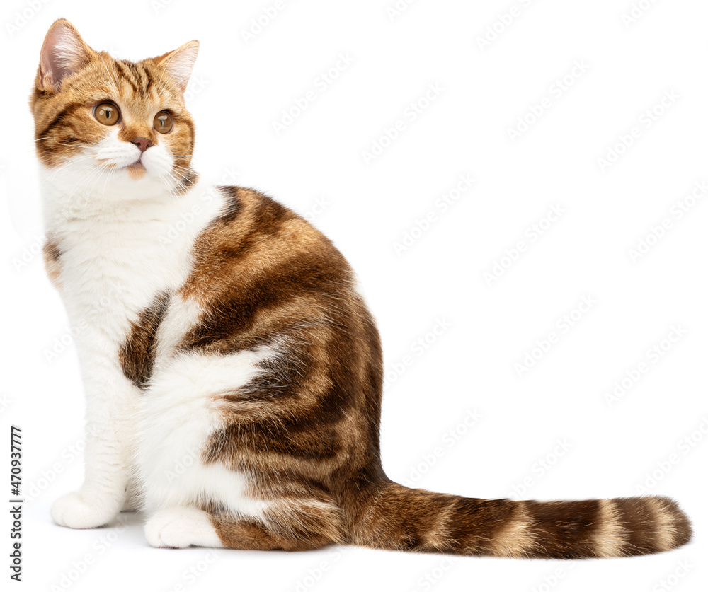 Obraz premium Cat with stripes tail sitting isolated on white background. Funny red Cat looks to right and up from camera. British shorthair marble with beautiful cute big eyes. Side view
