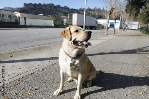 perro labrador © loreen