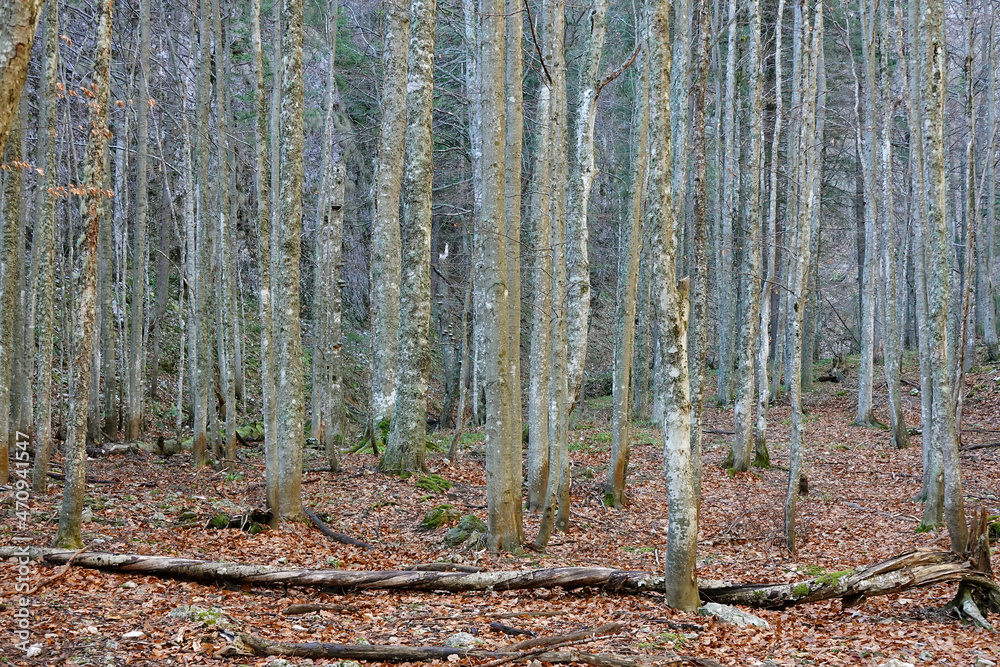 Late autumn forest landscape in National Park Retezat, Romania, Europe 