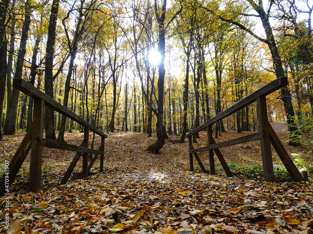 Łagiewnicki Forest in Lodz during a walk on a sunny autumn day. Łagiewnicki Forest in Lodz during a walk on a sunny autumn day.