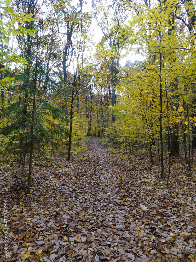 Obraz premium Łagiewnicki Forest in Lodz during a walk on a sunny autumn day.