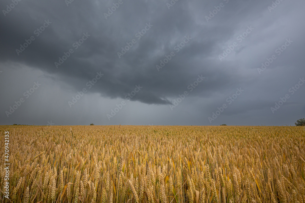 A stormy sky over a golden wheat field. Summer scenery with farm fields in sunlight in front of dramatic rainy clouds.