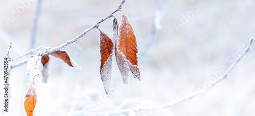 The beauty of the winter season. Frosty weather. Branch with dry orange leaves, covering with white rime crystals. Shallow depth of field.