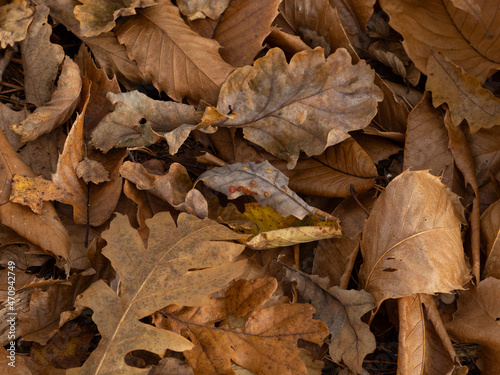 Oak Galls and Fallen Leaves