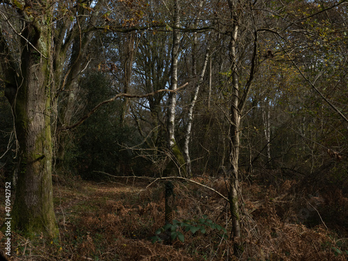Tangled Woodland in Sussex