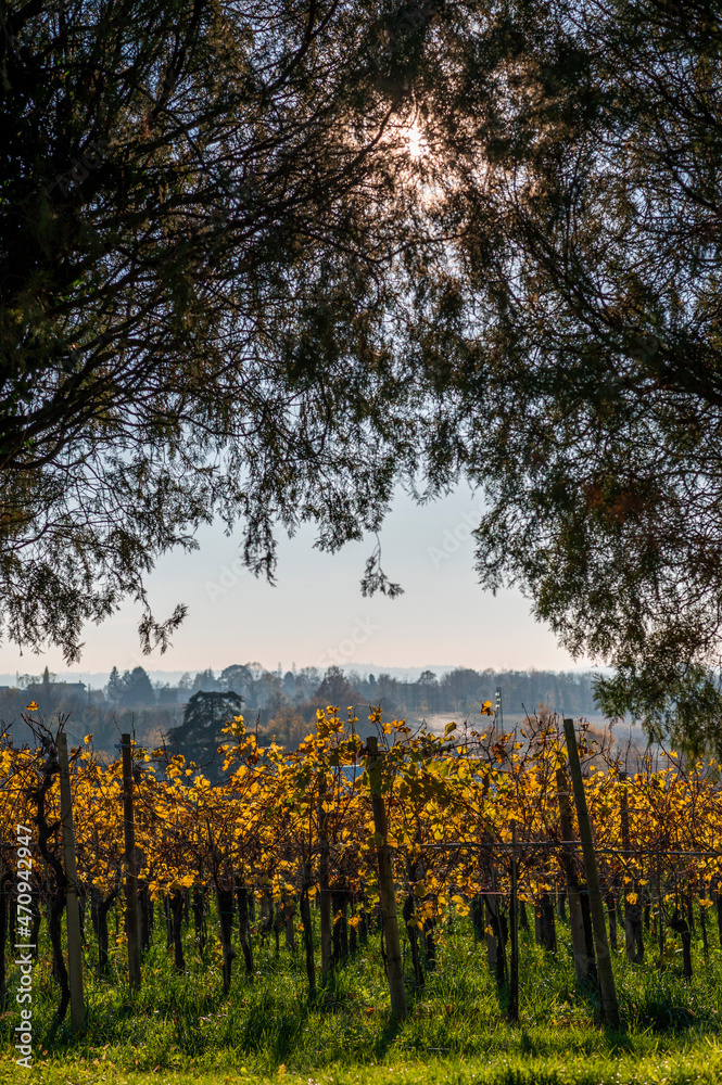 Fototapeta premium Autumn among the vineyards and the ancient village of Villafredda. Friuli.