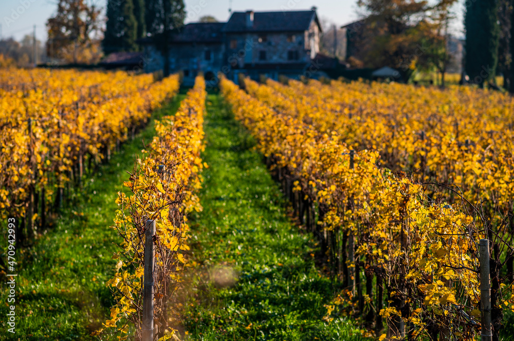 Autumn among the vineyards and the ancient village of Villafredda. Friuli.