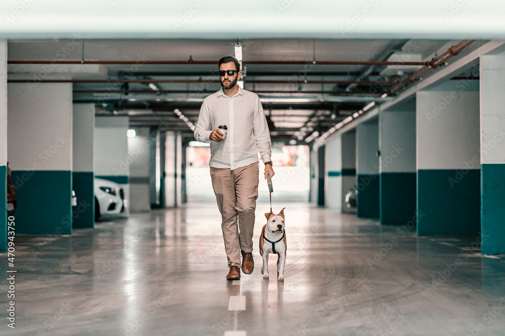 Obraz premium A businessman dressed smart casual, with sunglasses holding coffee to go and walking his dog in the underground garage. A man is searching for his car in the garage. A businessman with a purebred dog