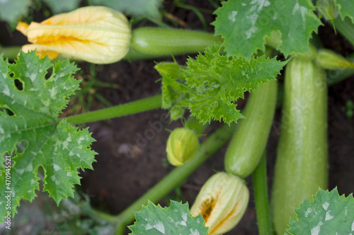 close up of zucchini with flowers in the garden