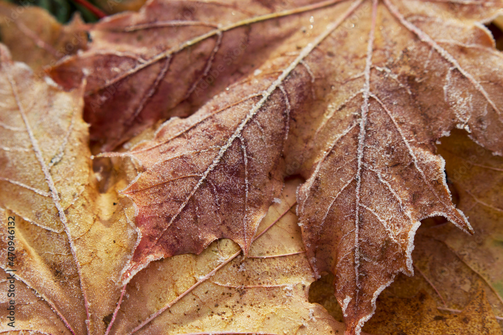 close up of autumn leaves with morning hoarfrost close up of autumn leaves with morning hoarfrost