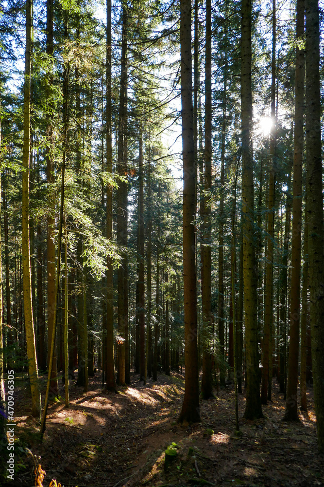 Fototapeta premium Beautiful forest with pine trees on a sunny day.