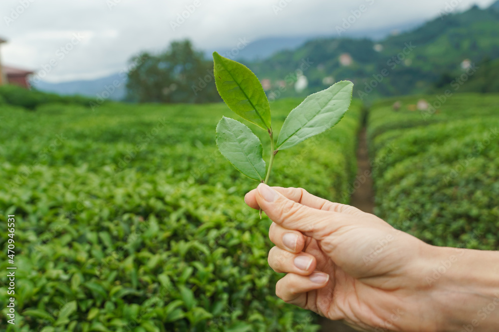 Woman hand gently hold tea leaf on the tea plantation farm field