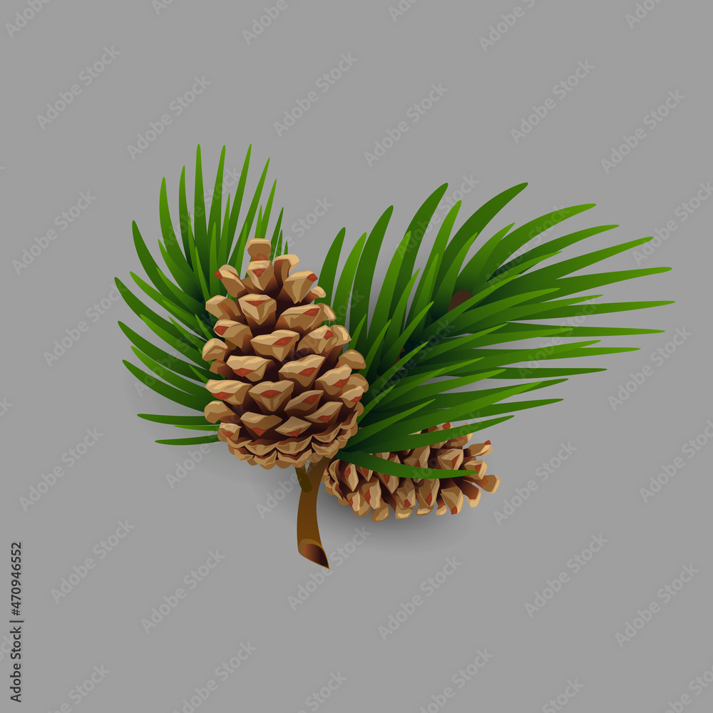 Spruce branch with fir cones. Christmas design element. Vector illustration