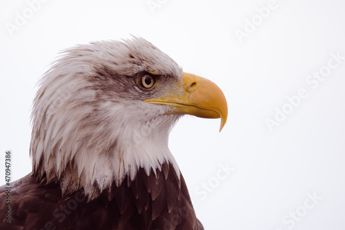 A close up headshot of a bald eagle with white space