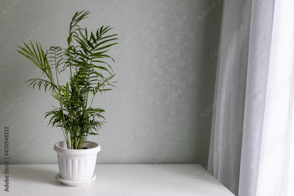 Parlour palm (Chamaedorea elegans) on white table. Potted green plant, minimalistic home interior. Home decor and gardening concept.
