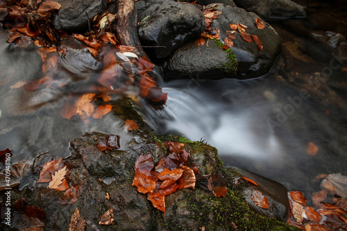 water of autumn leafy forest stream 