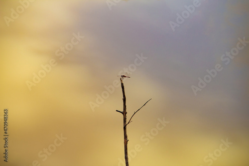 Uma libélula pousada em um galho seco com água de um lago ao fundo.
