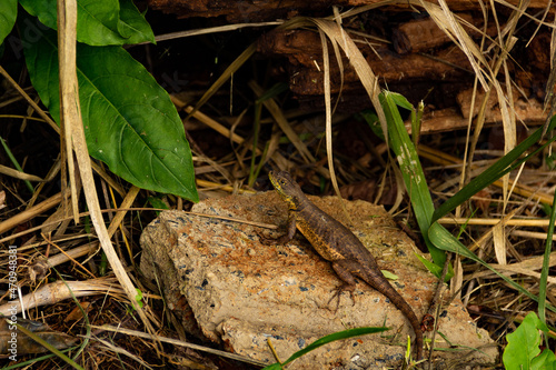 Photos Um lagarto na superfície de uma pedra com folhas verdes e folhas secas ao redor