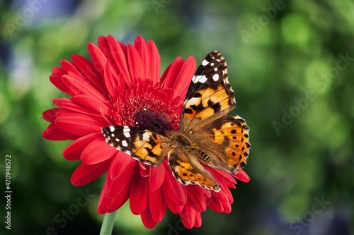 A beautiful wild butterfly drinks nectar while sitting on the petals of a flower photo