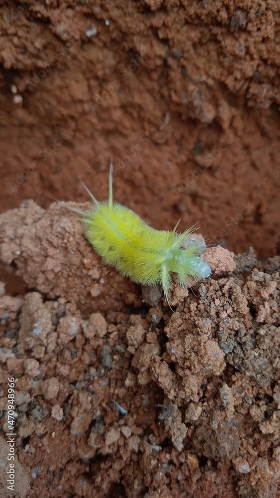 Fototapeta premium green parrot on a branch
