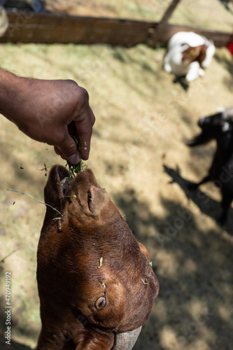 brown goat inside a farm being fed, farm goat concept
