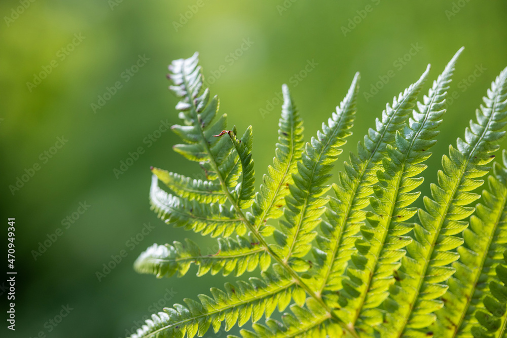 Perfect natural fern pattern, beautiful background made with young green fern leaves. Perfect natural fern pattern, beautiful background made with young green fern leaves.