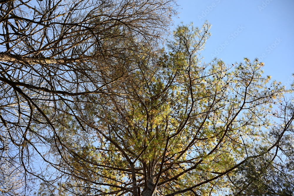 Fall Trees Fall Trees