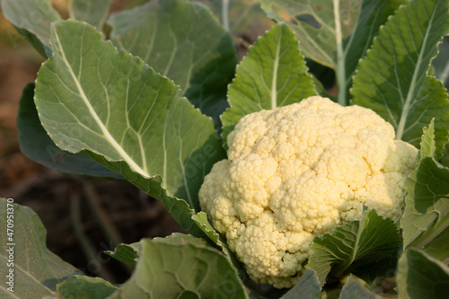 Newly Grown Cauliflower Called Phool Gobhi Or Gobi Wrapped In Fresh Green Leaves On Farm Land. The Vegetable Brassica Oleracea Is Mostly Grown During Winter Season