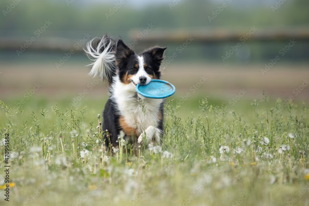 Hund apportiert Frisbee
