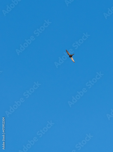 Apus apus or Common swift in flight. Algarve Portugal.