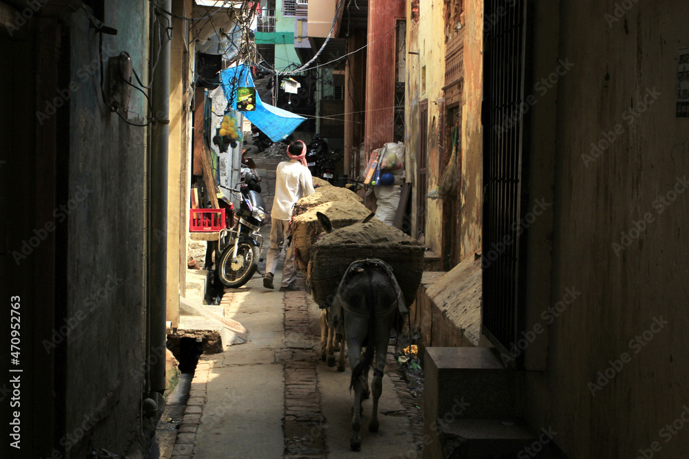 Donkeys with sand on the street of the town of Mathura. India  - obrazy, fototapety, plakaty 