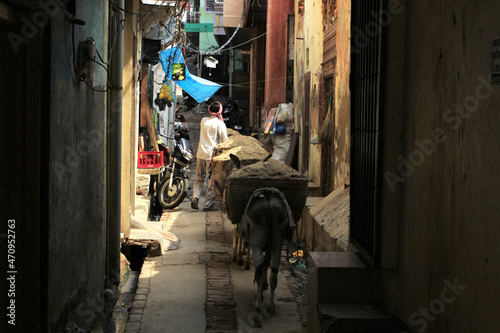 Donkeys with sand on the street of the town of Mathura. India  photo