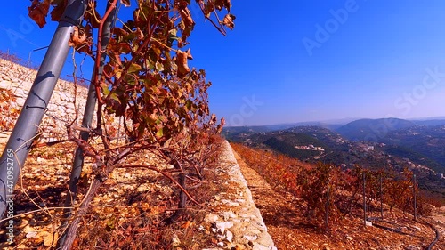 Vineyard landscape in autumn season. Grapevine rows. Sunny weather