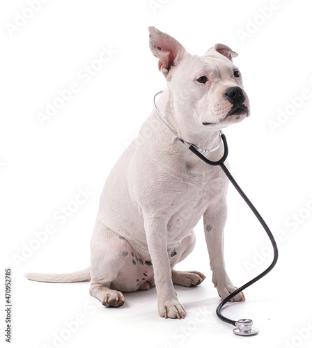 Female white american staffordshire with a stetoscop photo