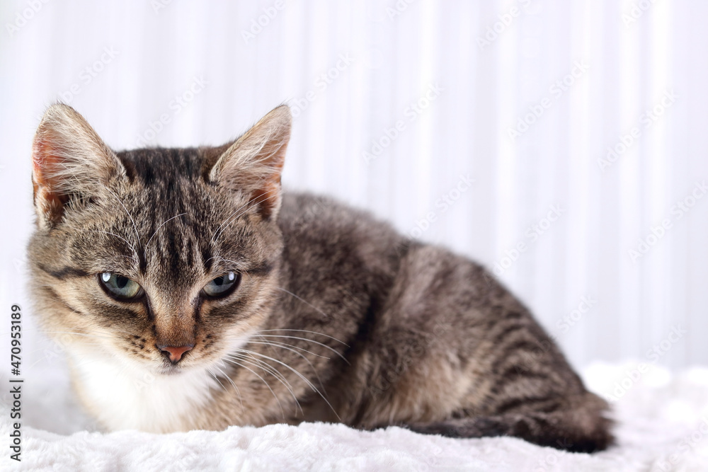 Little cute Cat lying on white fur and resting. Gray kitten close up. Gray cat with green eyes. Pet care concept. Kitten lying on a white background.Tabby. 
