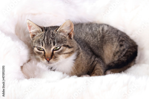 Little cute Cat lying on white fur and resting. Gray kitten close up. Gray cat with green eyes. Pet care concept. Kitten lying on a white background.Tabby. 